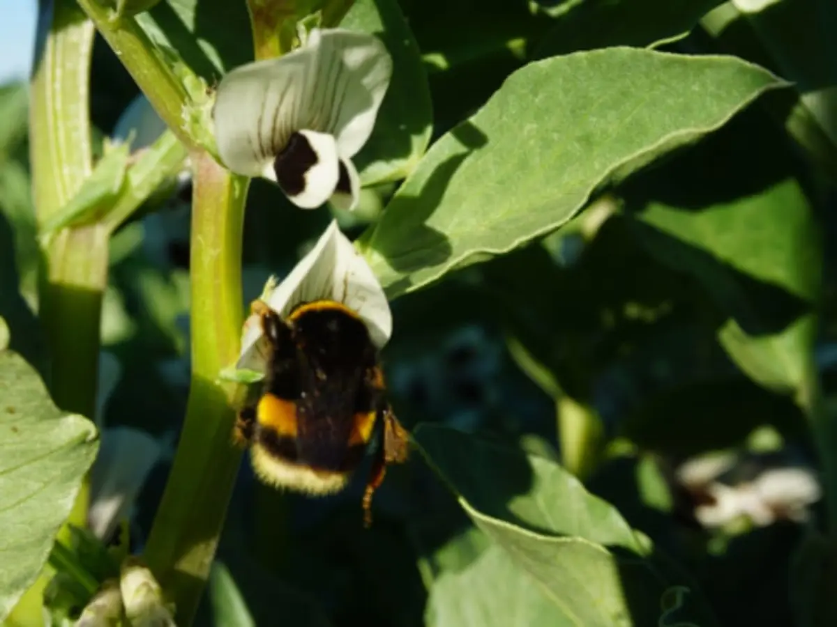 Conte pour enfant sur les insectes et observations à Montardon