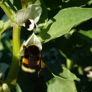 Conte pour enfant sur les insectes et observations à Montardon