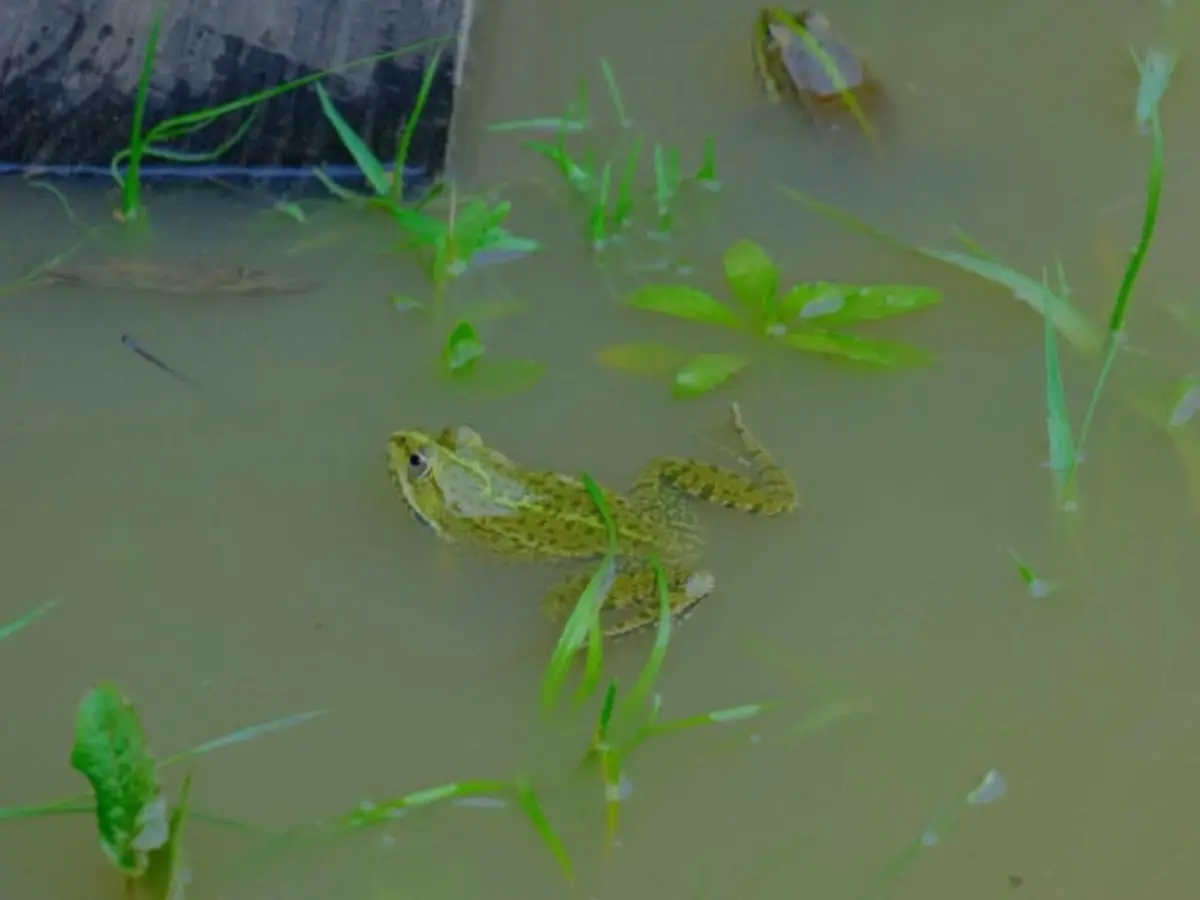 Conte sur les grenouilles à Montardon (64)