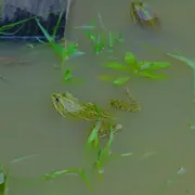 Conte sur les grenouilles à Montardon (64)