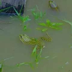 Conte sur les grenouilles à Montardon (64)