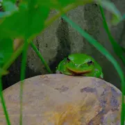 Conte sur les grenouilles et observations, à la Cueillette de l'Aragnon