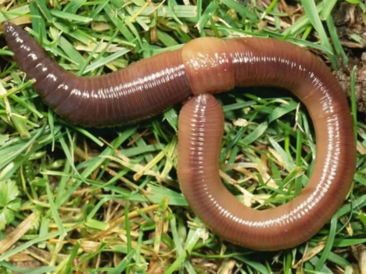 Conte sur les vers de terre et histoire de compost!