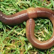 Conte sur les vers de terre et histoire de compost!