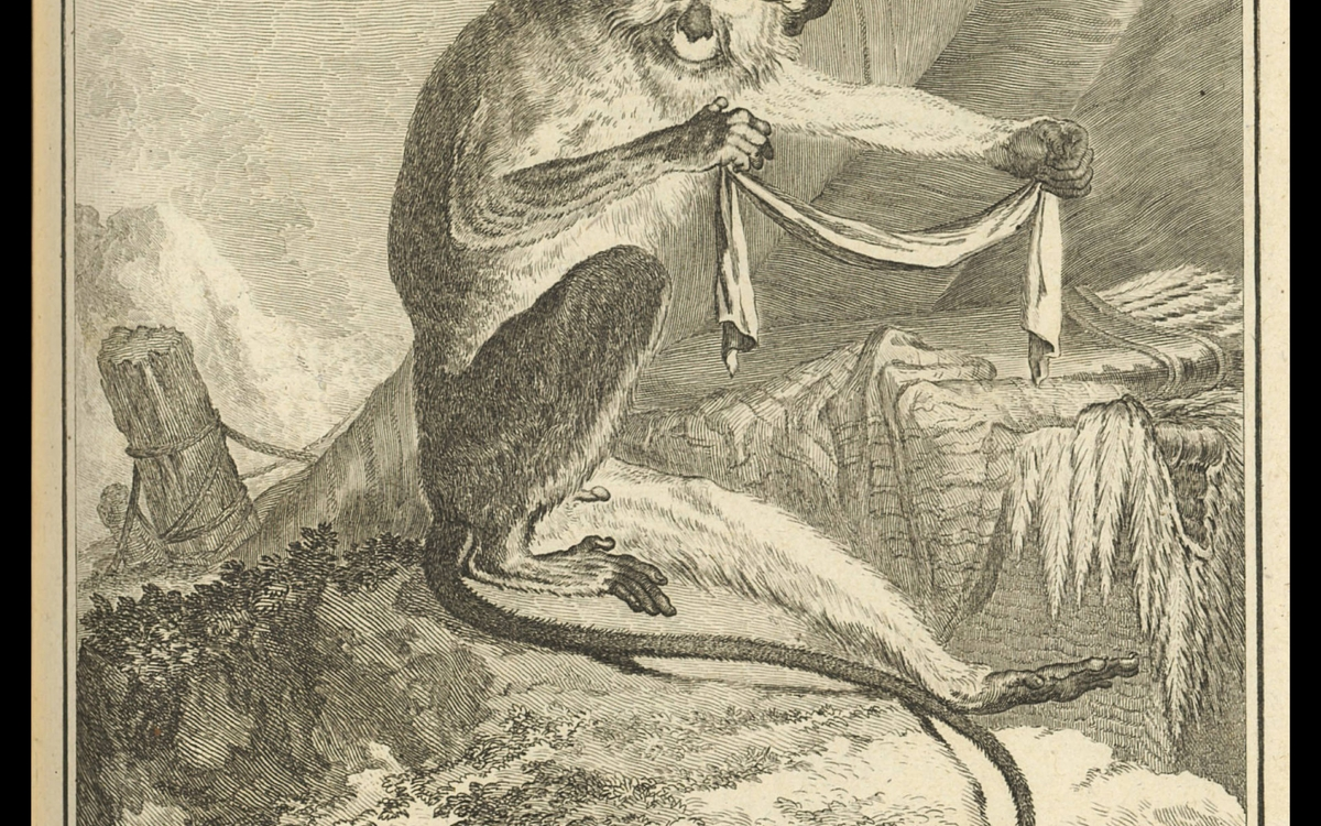 Talapoin (Miopithecus, animal originaire d’Afrique centrale) In Georges-Louis Leclerc, comte deBuffon, Histoire naturelle, générale et particulière, gravures de Jacquesde Sève, vol. 29, Paris, Imprimerie royale,1767, ATC1369 (VIII)
