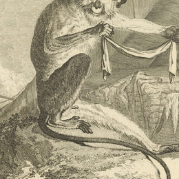Conte tout petits : Animalia. Zimba et le bracelet perdu - Hôtel de la Marine