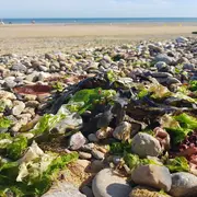 Contes d'une plage vivante