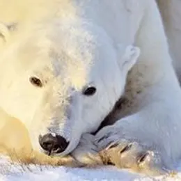 Match : Contre le réchauffement climatique vs Pour le réchauffement climatique