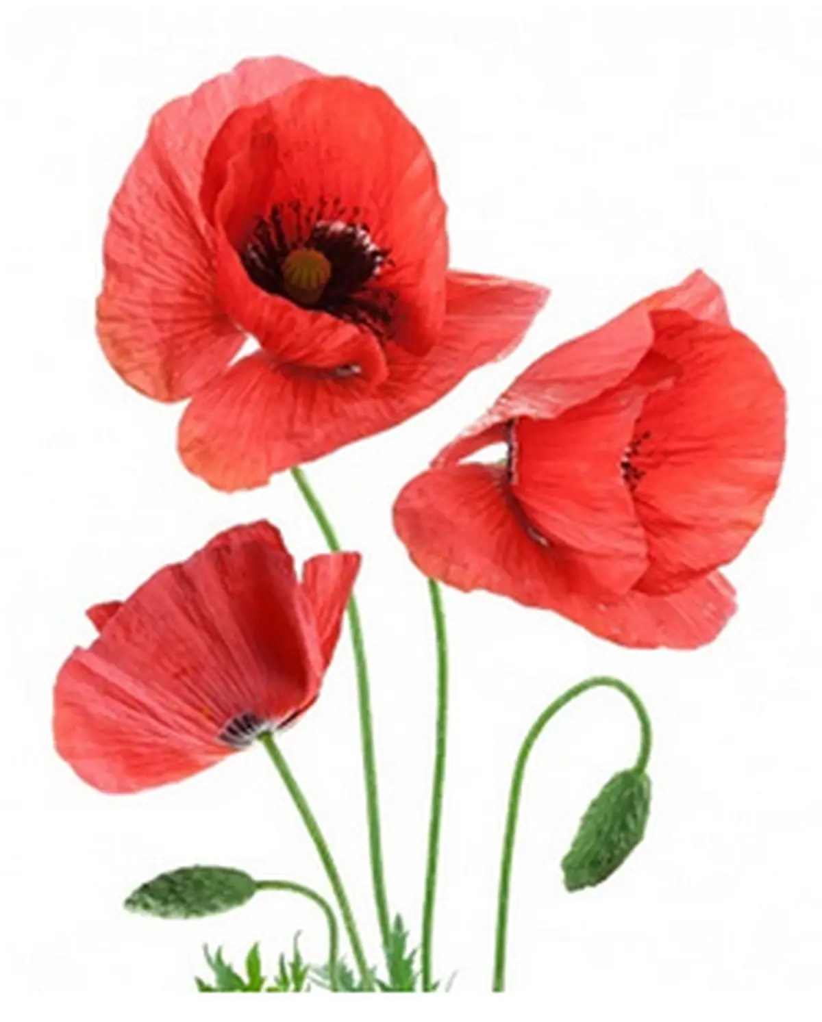 Coquelicontes à Perpezac-le-Noir