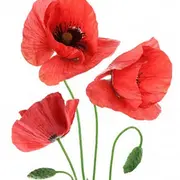 Coquelicontes à Perpezac-le-Noir