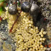 Coquillages et crustacés