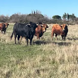 Corrida des Fêtes