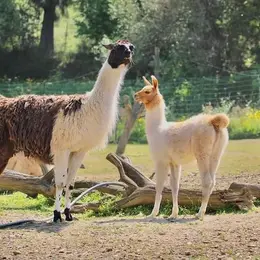 Corsica Zoo