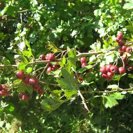 Couleurs d'automne dans le bocage
