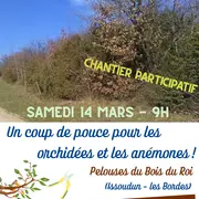 Coup de pouce pour les orchidées et les anémones des Pelouses du Bois du Roi