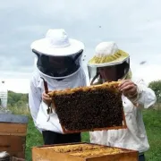 Cours pratiques et théoriques d\'apiculture (saison 2024)