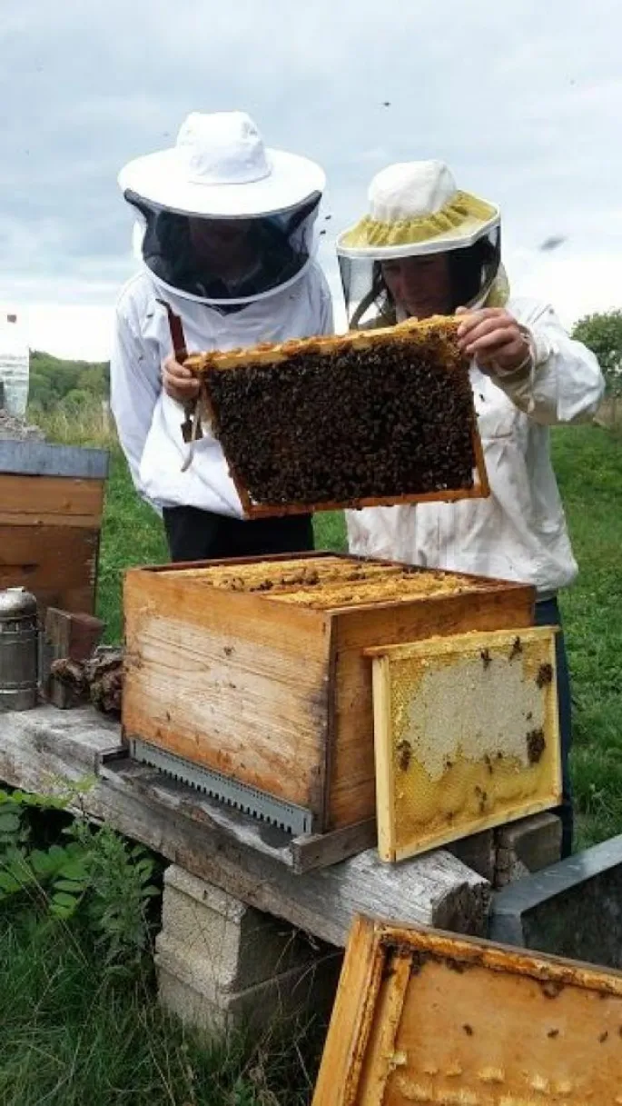 Apprenez l\'apiculture avec un professionnel