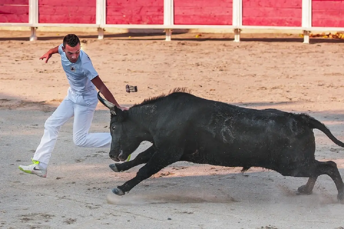 Course camarguaise - 2ème Journée du Trophée de la Saint-Roch