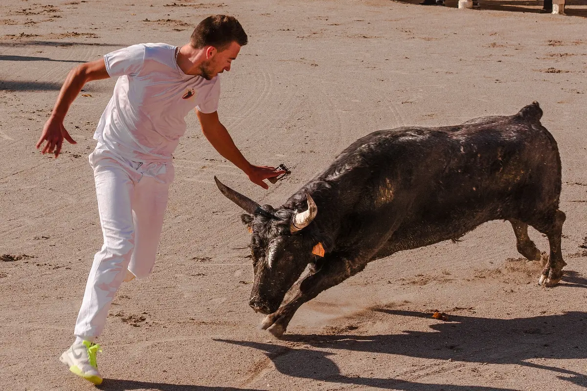 Course camarguaise : 50e trophée dou Raplaù