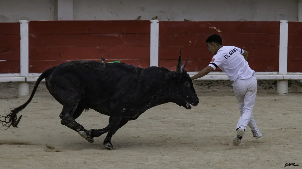 Course camarguaise aux arènes «Finale Trophée de l’Avenir»