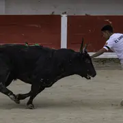 Course camarguaise aux arènes «Finale Trophée de l’Avenir»