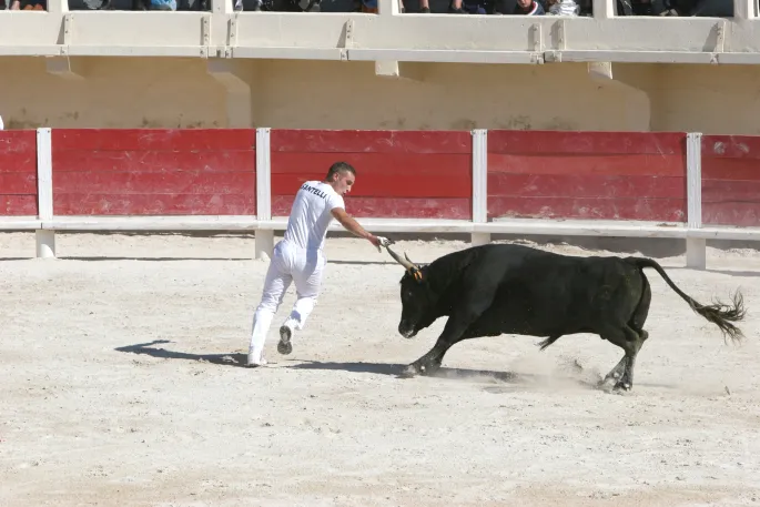 Course Camarguaise avec une école Taurine