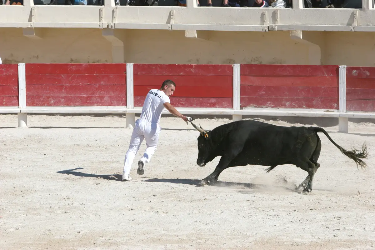 Course Camarguaise avec une école Taurine (Sous réserve)