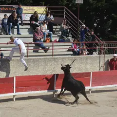 Course camarguaise  : Course de Ligue PACA