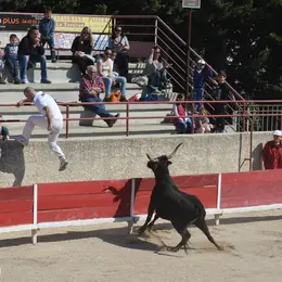 Course camarguaise  : Course de Ligue PACA