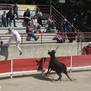 Course camarguaise  : Course de Ligue PACA