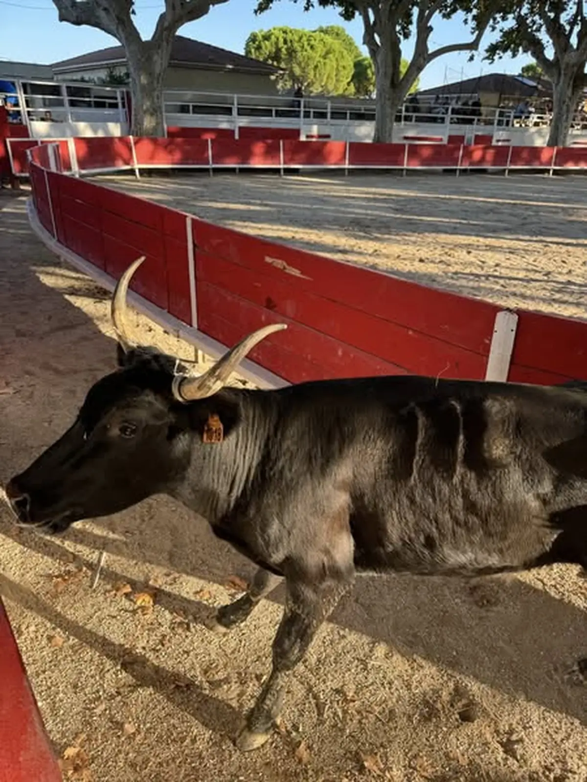 Course Camarguaise de Tau neufs