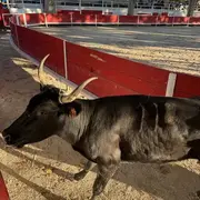 Course Camarguaise de Tau neufs