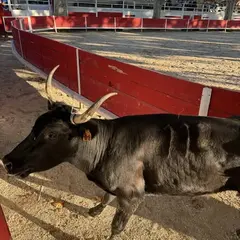 Course Camarguaise de Tau neufs