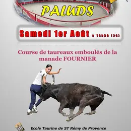 Course camarguaise de taureaux emboulés