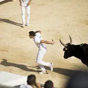 Course Camarguaise de taureaux jeunes
