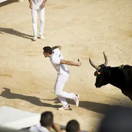 Course Camarguaise de taureaux jeunes