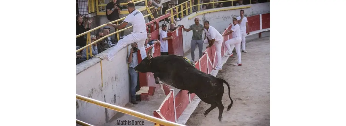 Course camarguaise par le Comité des fêtes de Saint-Rémy-de-Provence