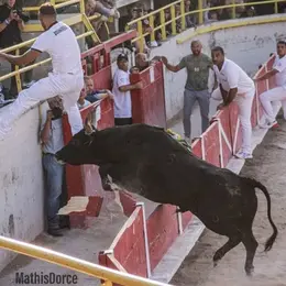Course camarguaise par le Comité des fêtes de Saint-Rémy-de-Provence