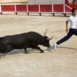 Course camarguaise : Taureaux jeunes emboulés