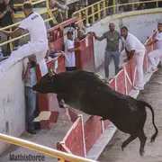 Course camarguaise Trophée de l'Avenir