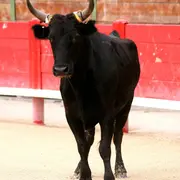 Course de ligue par le Club taurin Lou Glanum