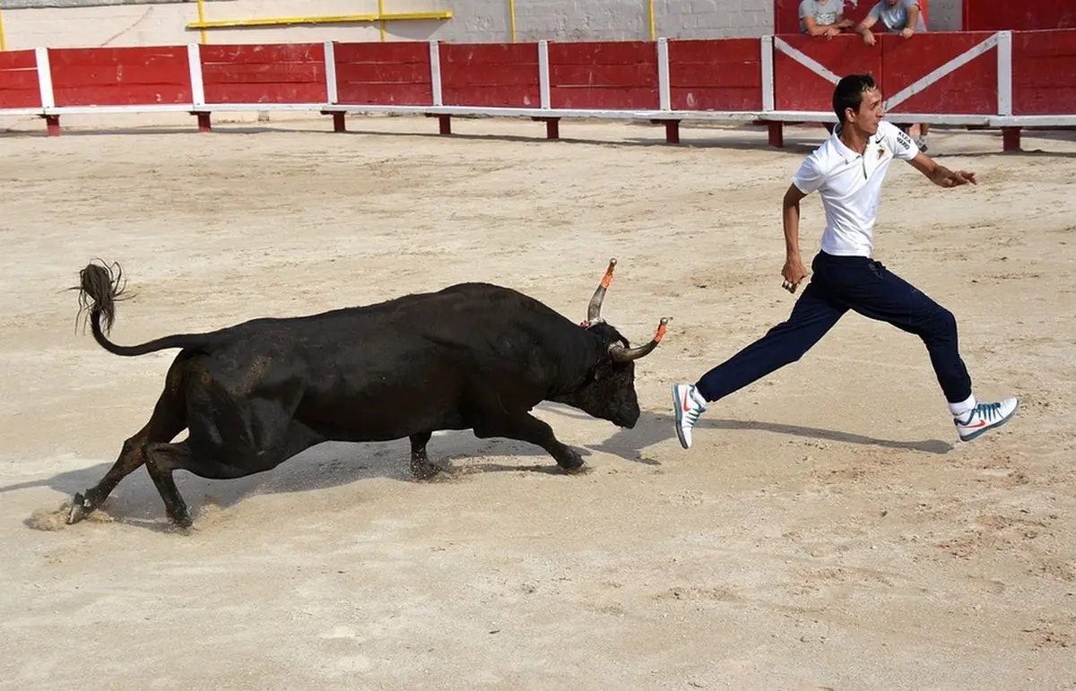 Course de tau