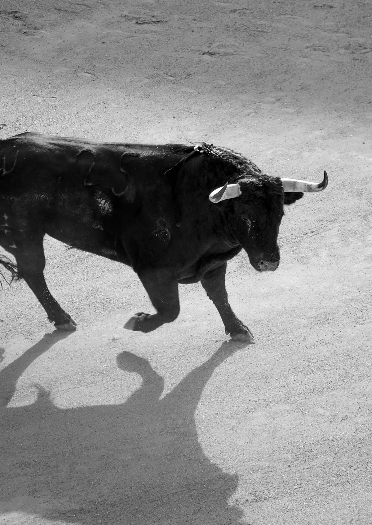 Course de taù neufs