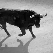 Course de taù neufs