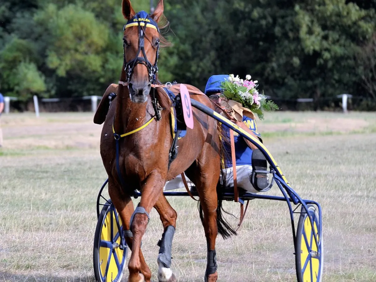 Course de trot à l'Hippodrome de Lisieux - Premium