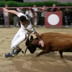Course de vaches