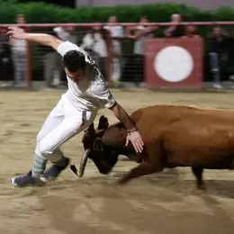 Course de vaches