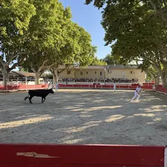 Course de vaches cocardières