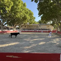 Course de vaches cocardières