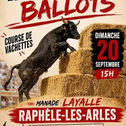 Course de vachettes & ballots
